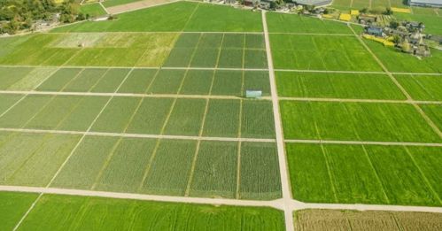 耕地利用知多少 自家耕地建房、建养殖场的法律边界与设施农业经营指引